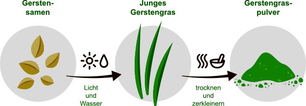 Gerstengraspulver herstellen